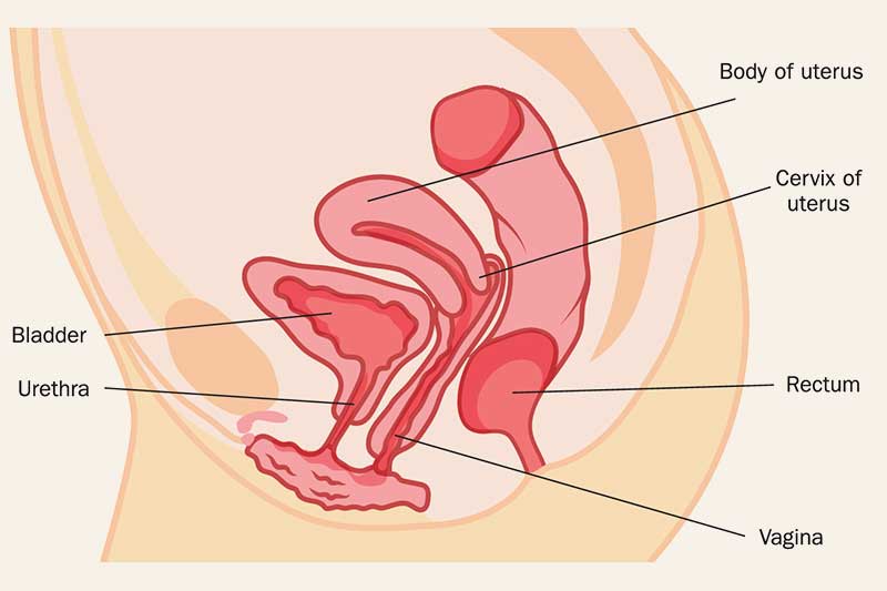 Uterine Prolapse